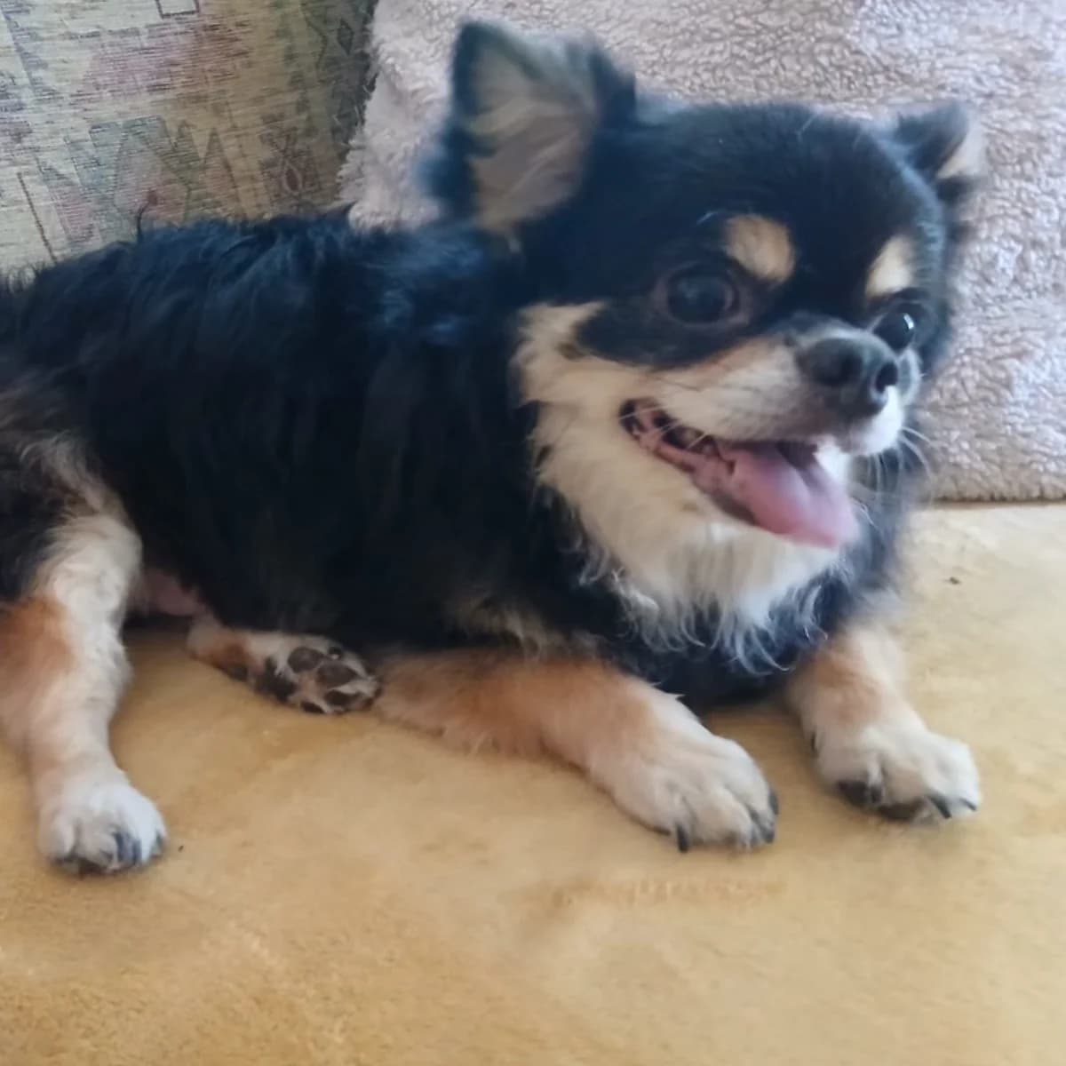 Davichi, male senior Chihuahua for adoption at The Yorkshire Rescue, Yorkshire