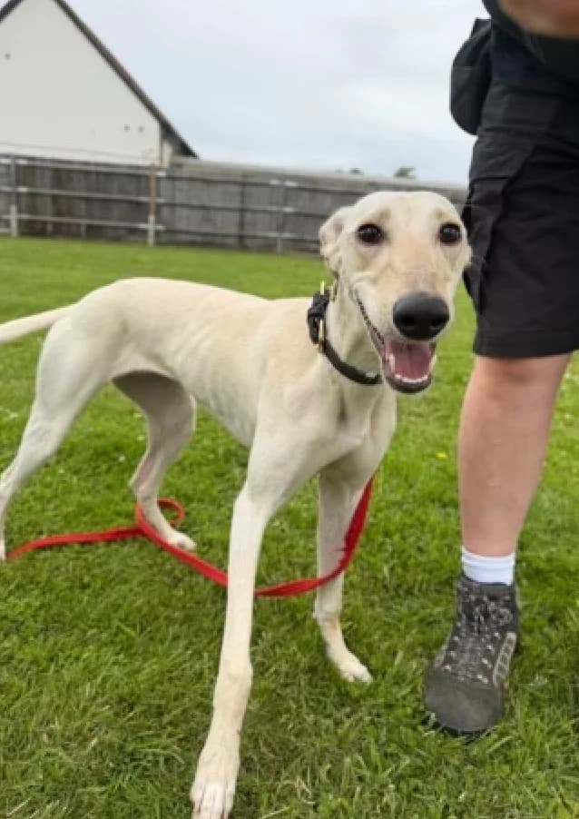 Dory, female young Lurcher for adoption at The Yorkshire Rescue, Yorkshire