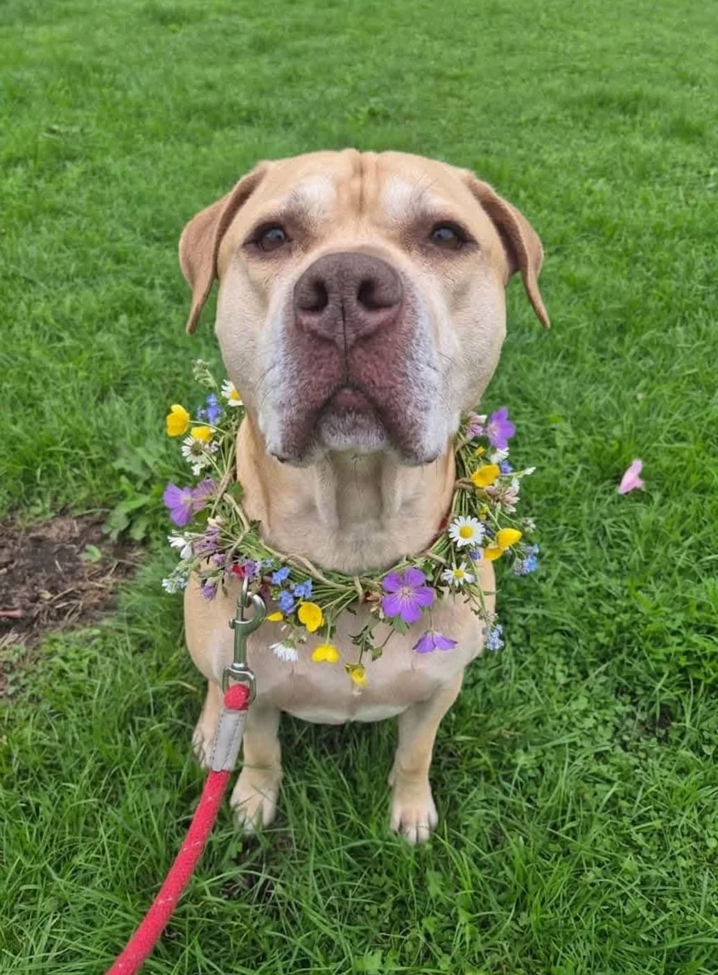 Frankie, male 7yo Labrador Retriever for adoption at The Yorkshire Rescue, Yorkshire