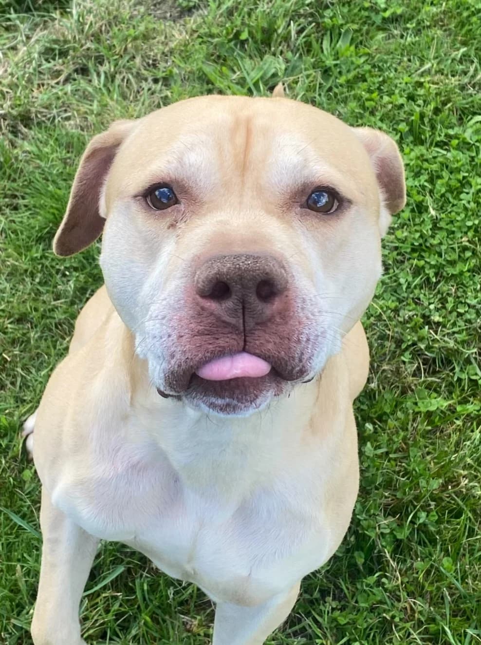 Frankie, male 7yo Labrador Retriever for adoption at The Yorkshire Rescue, Yorkshire