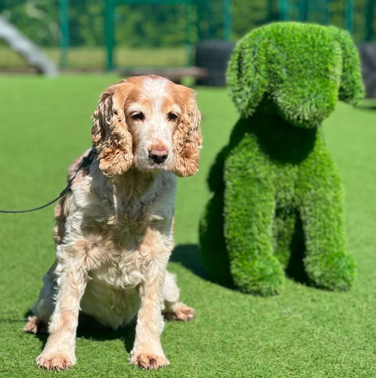Holly, female senior Cocker Spaniel for adoption at The Yorkshire Rescue, Yorkshire