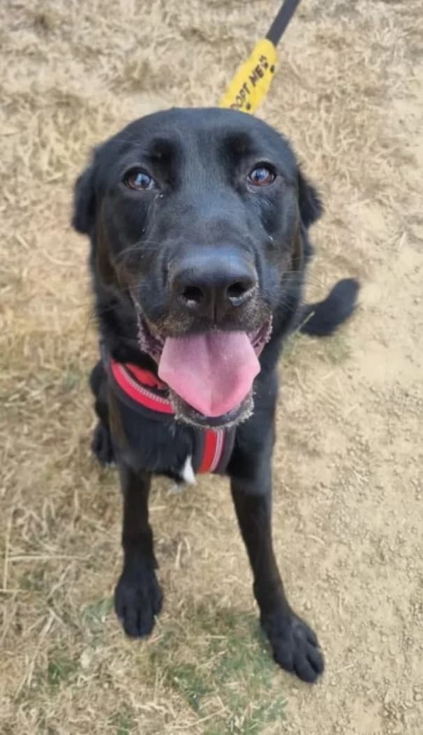 Jet, male young Collie for adoption at The Yorkshire Rescue, Yorkshire