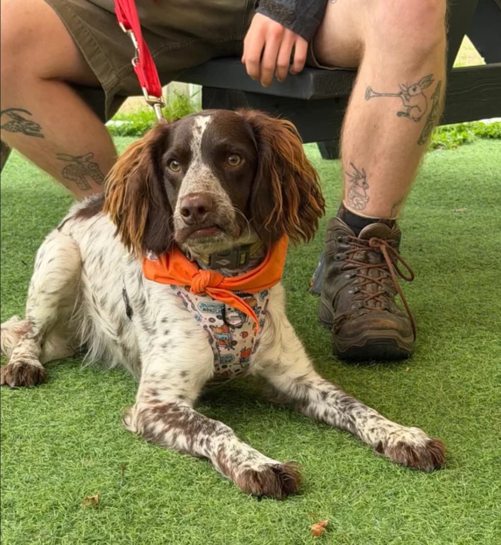 Milo, male puppy Cocker Spaniel for adoption at The Yorkshire Rescue, Yorkshire
