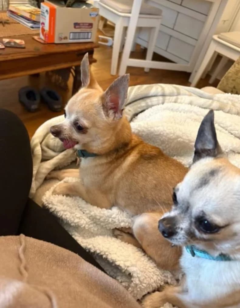Mocha & Mr Blue, female senior Chihuahua for adoption at The Yorkshire Rescue, Yorkshire