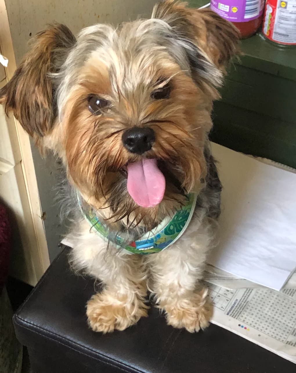 Mouse, male puppy Yorkshire Terrier for adoption at The Yorkshire Rescue, Yorkshire