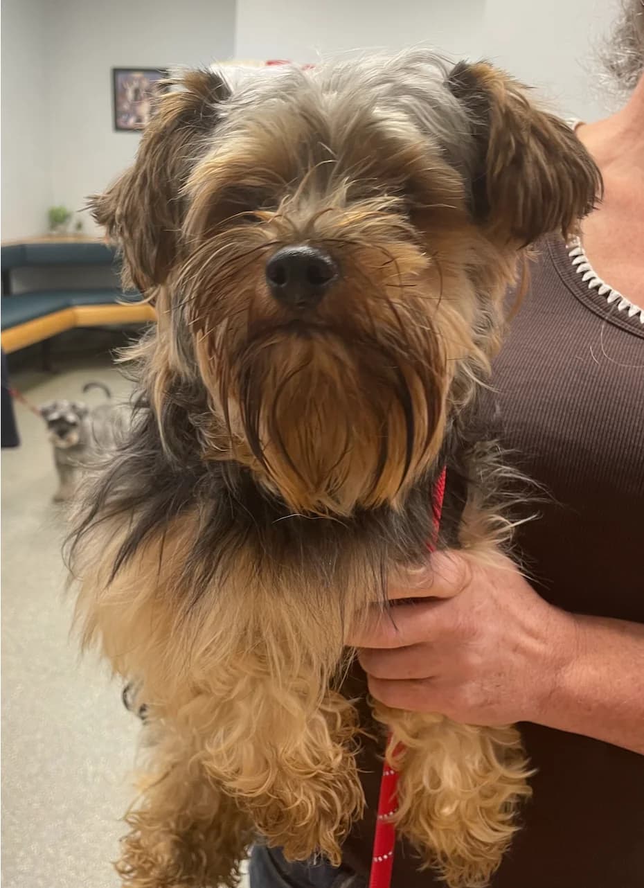 Mouse *Applications not yet open*, male puppy Yorkshire Terrier for adoption at The Yorkshire Rescue, Yorkshire