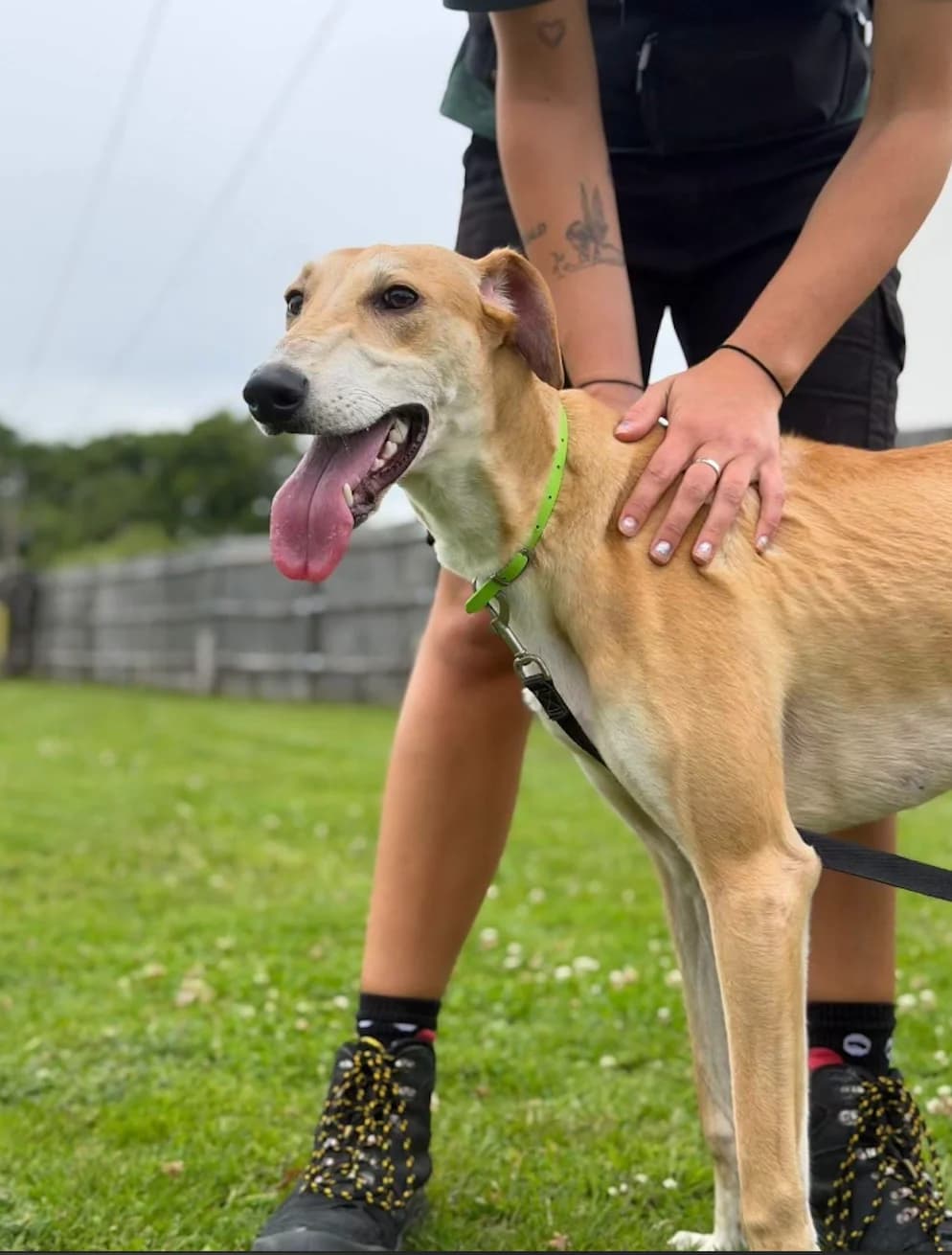 Nemo, male young Lurcher for adoption at The Yorkshire Rescue, Yorkshire