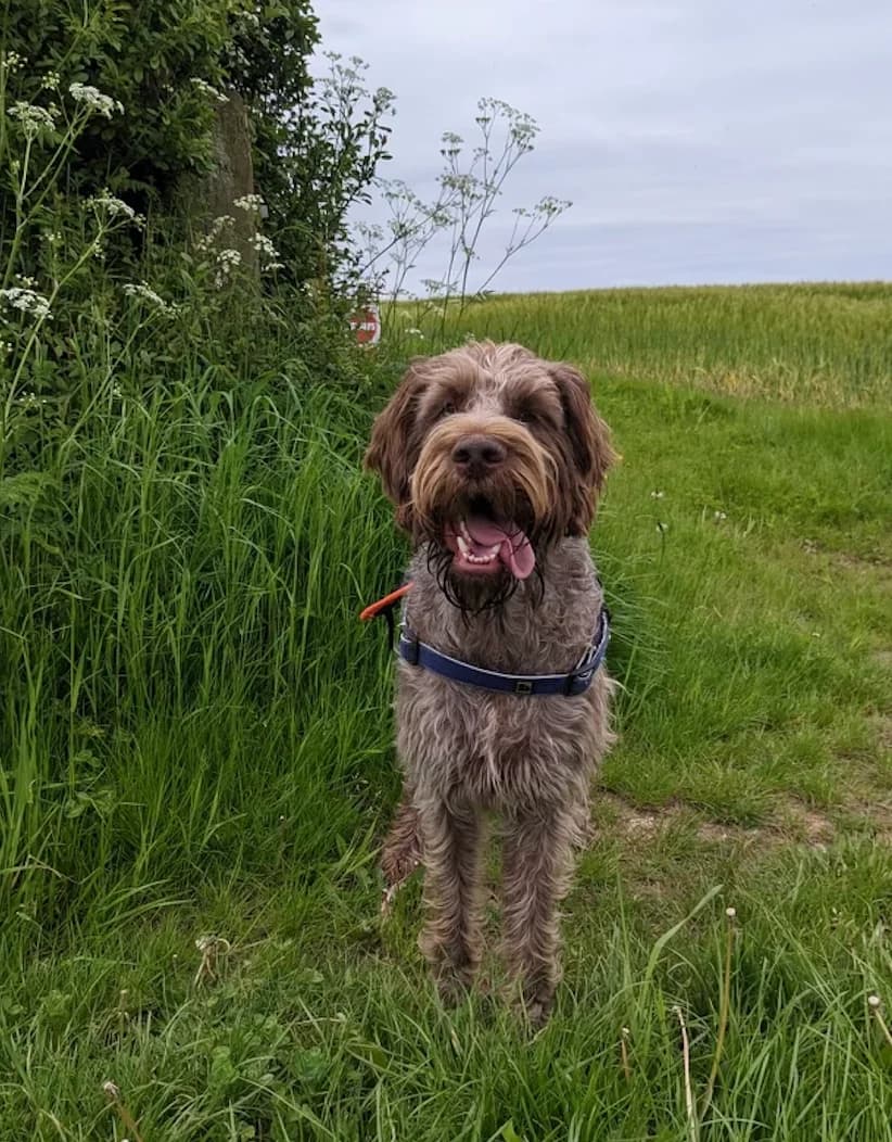 Nora, female 5yo German Shorthaired Pointer for adoption at The Yorkshire Rescue, Yorkshire