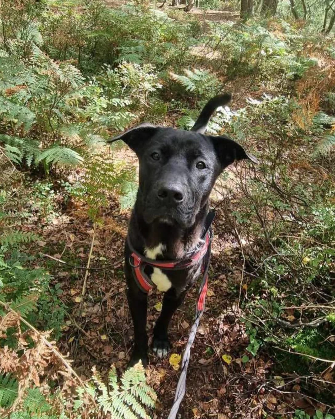 Percy, male young mixed breed for adoption at The Yorkshire Rescue, Yorkshire