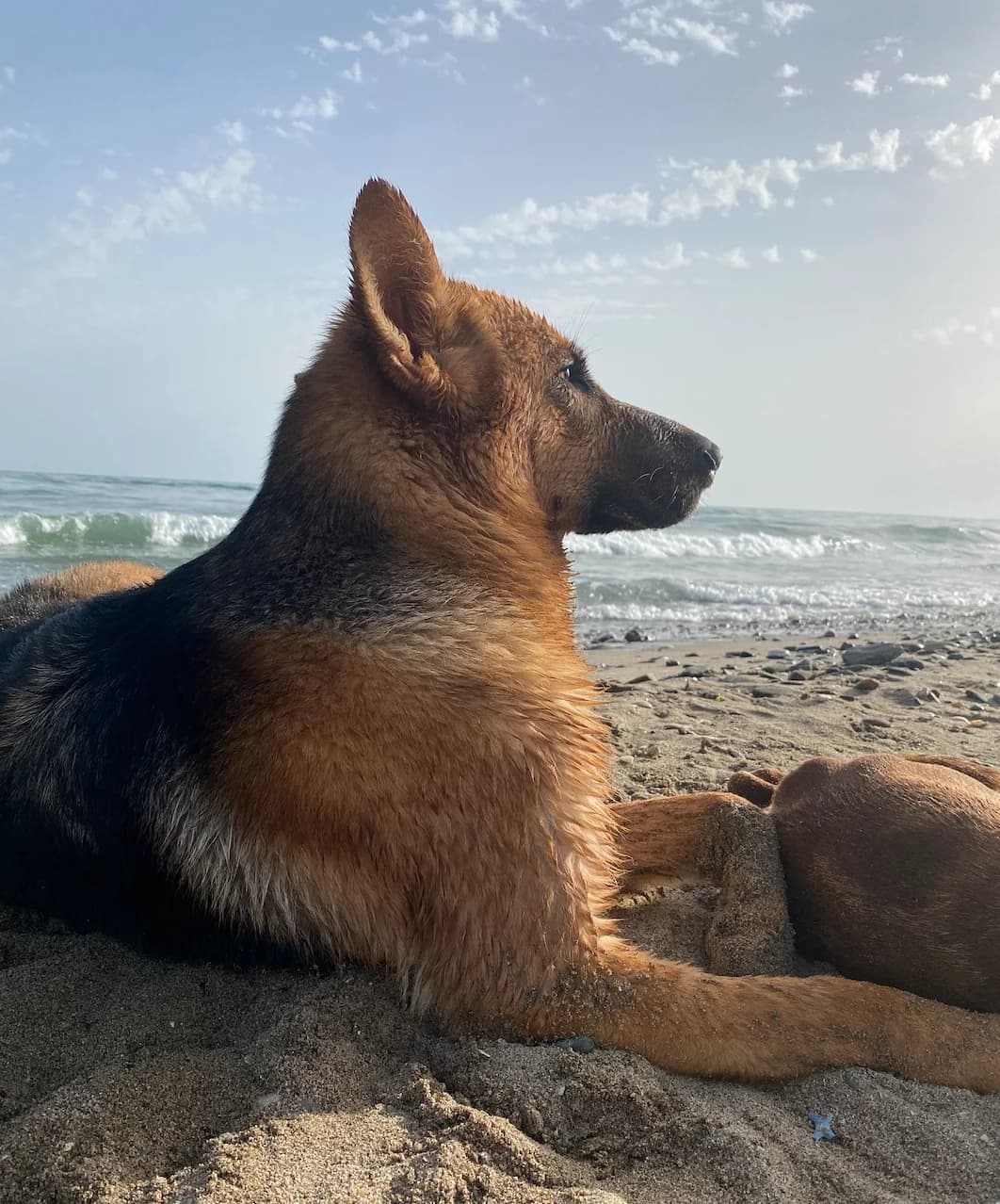 Phantom, male 4yo German Shepherd for adoption at The Yorkshire Rescue, Yorkshire