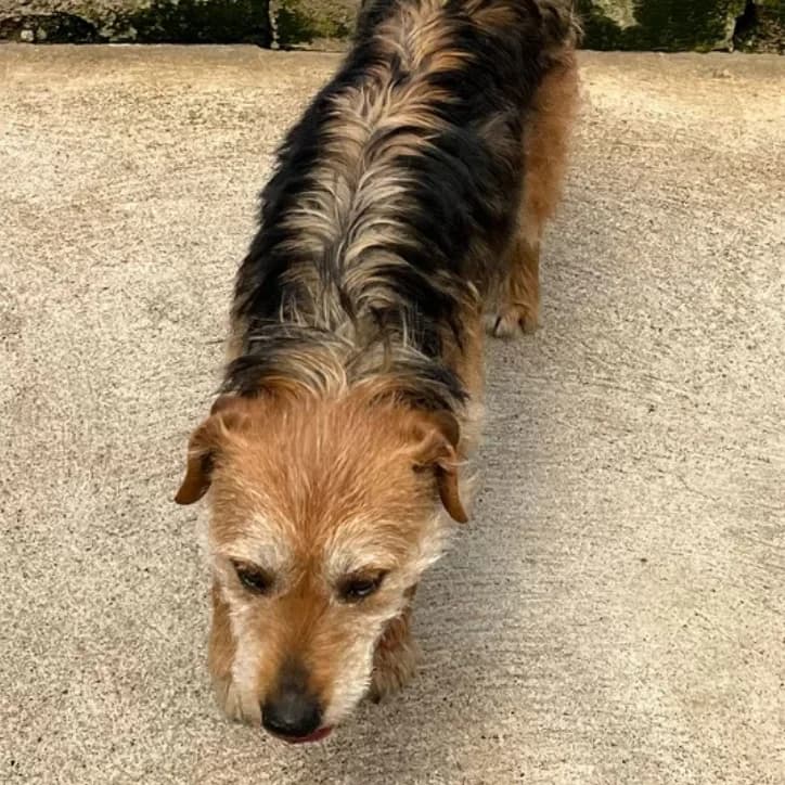 Pippin *Applications not yet open*, female senior Border Collie for adoption at The Yorkshire Rescue, Yorkshire