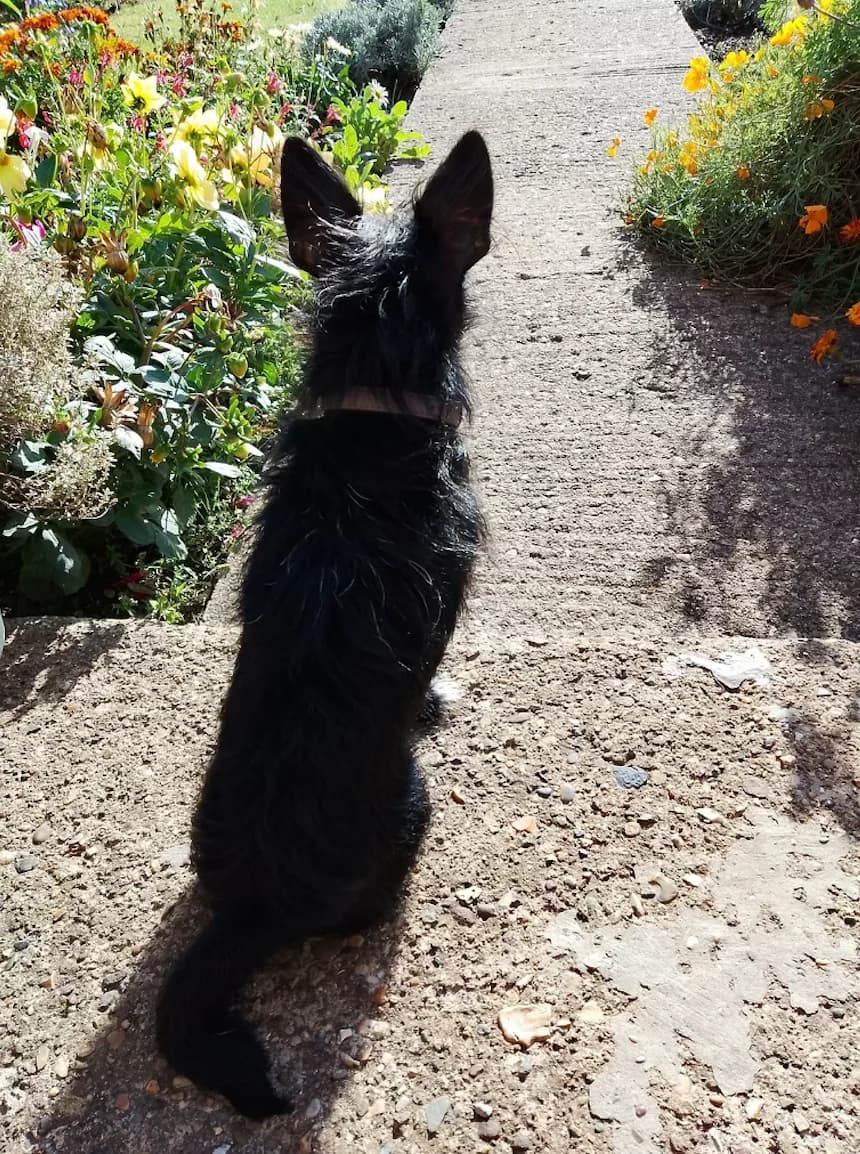 Queenie, female 6yo Jack Russell Terrier for adoption at The Yorkshire Rescue, Yorkshire