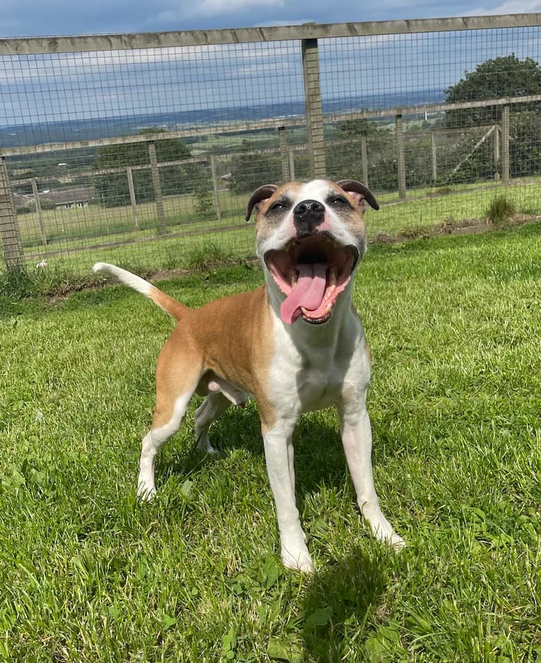 Rhubarb, male 6yo Staffordshire Bull Terrier for adoption at The Yorkshire Rescue, Yorkshire