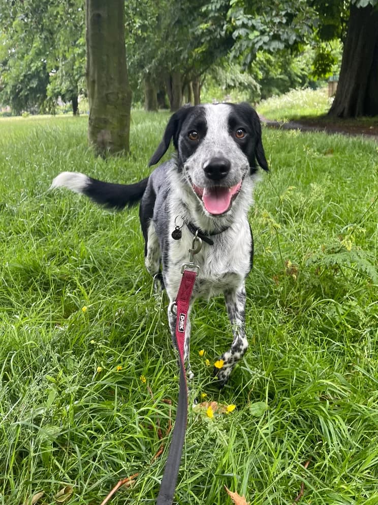Rocko, male young Border Collie for adoption at The Yorkshire Rescue, Yorkshire