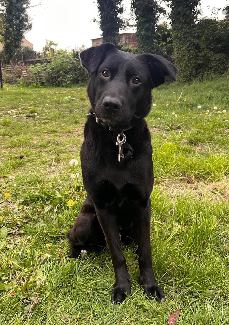 Rosie, female 3yo Labrador Retriever for adoption at The Yorkshire Rescue, Yorkshire