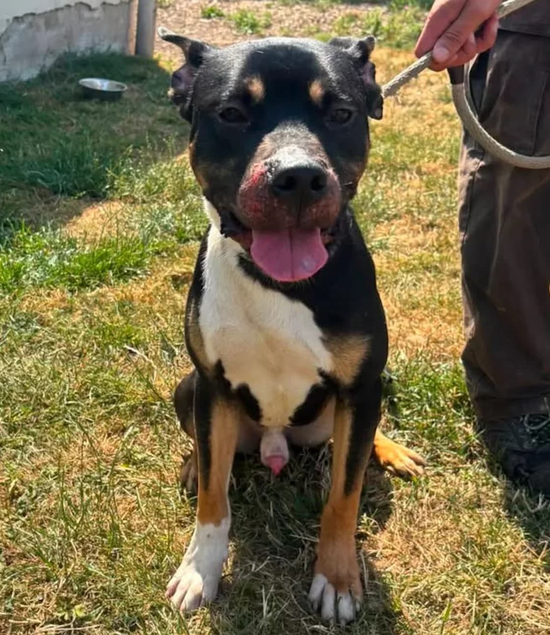 Sylvester, male puppy Staffordshire Bull Terrier for adoption at The Yorkshire Rescue, Yorkshire