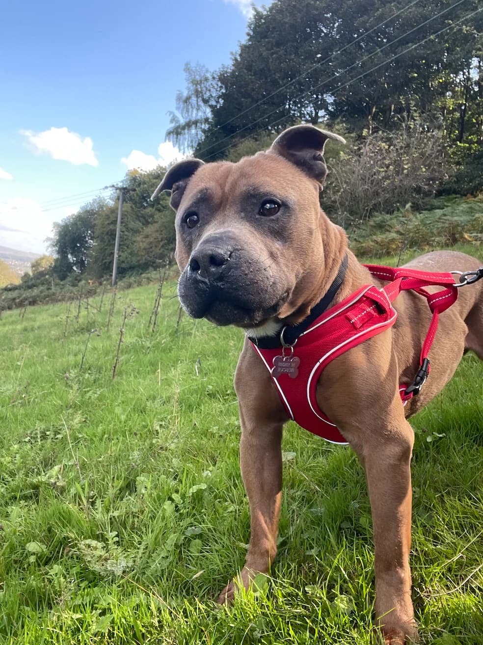 TimTam, male 6yo Staffordshire Bull Terrier for adoption at The Yorkshire Rescue, Yorkshire