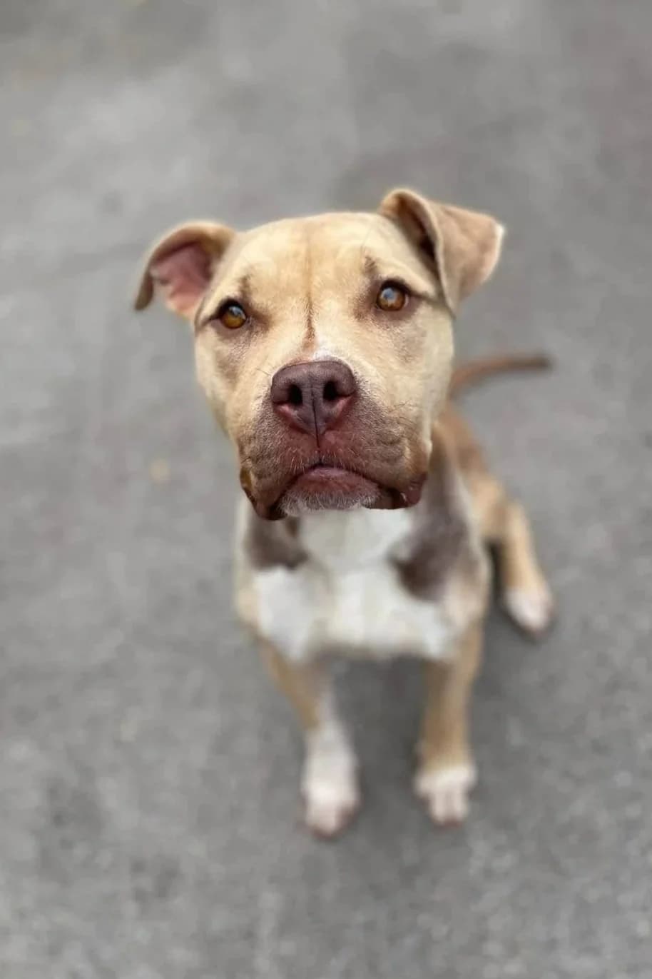 Zelda, female young Staffordshire Bull Terrier for adoption at The Yorkshire Rescue, Yorkshire