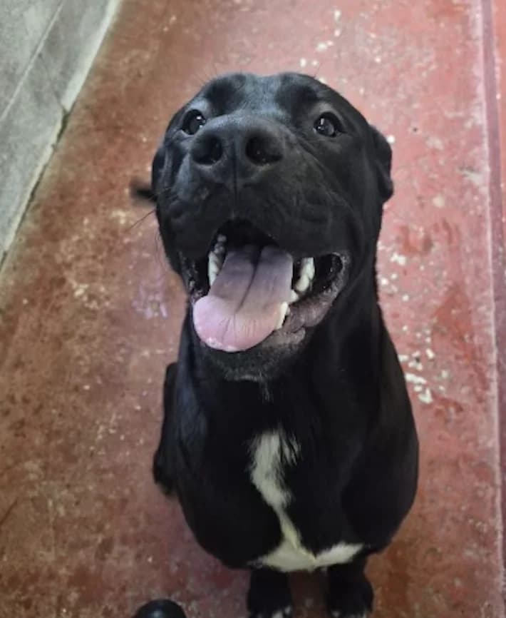 Zeus *Applications not yet open*, male puppy mixed breed for adoption at The Yorkshire Rescue, Yorkshire