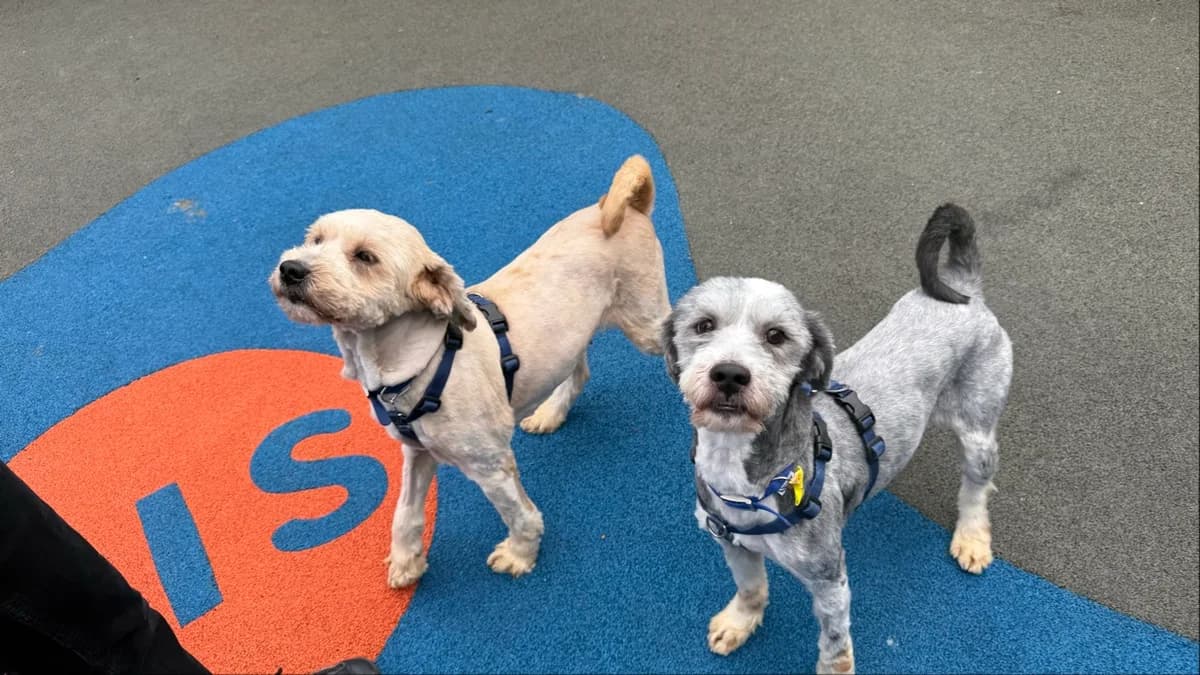 Lyla (& Bertie), female senior Mixed Breed for adoption at Battersea Dogs & Cats Home, London