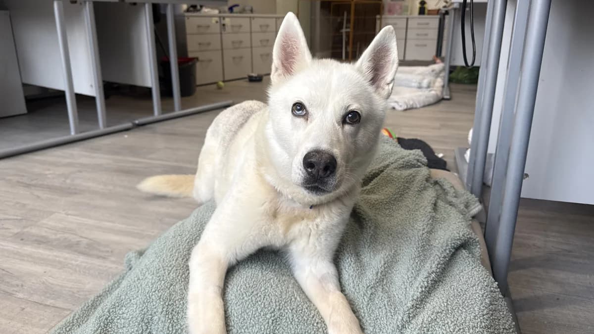 Maymay, female senior Husky for adoption at Battersea Dogs & Cats Home, London