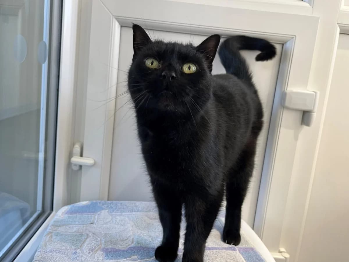 Meg, mixed breed for adoption at Wood Green, London