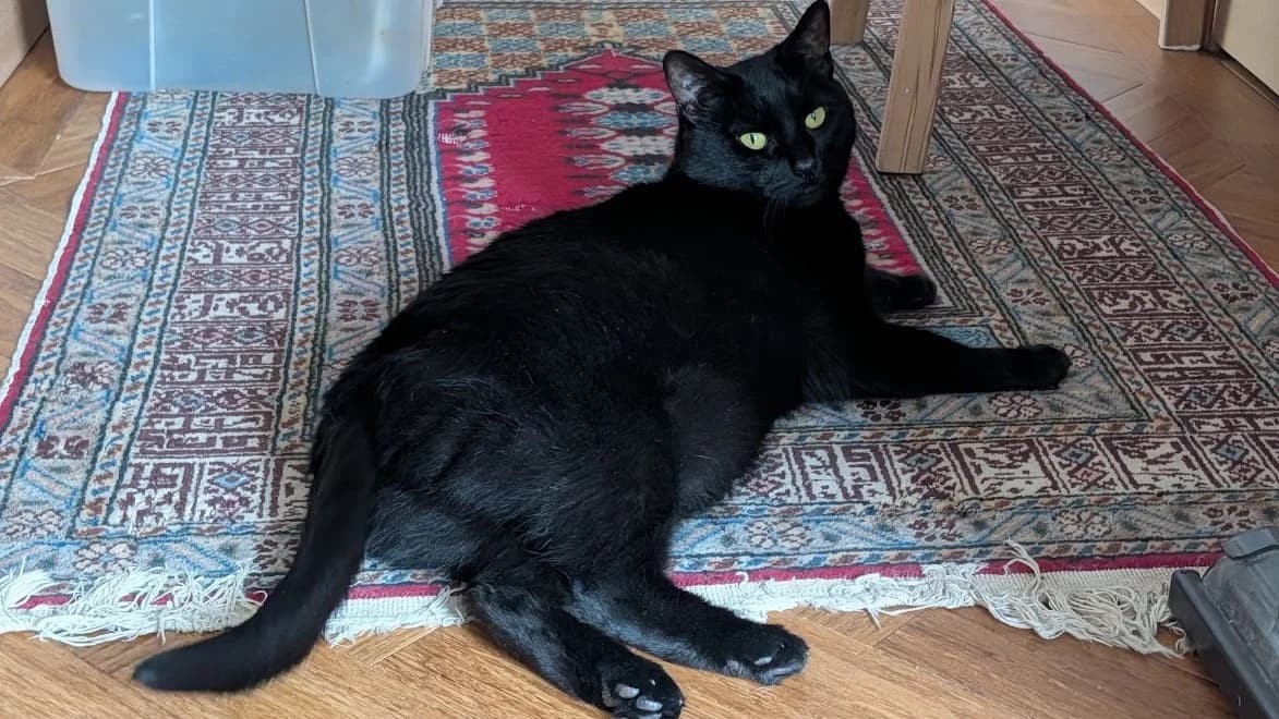 Nyx, female senior Mixed Breed for adoption at Battersea Dogs & Cats Home, London