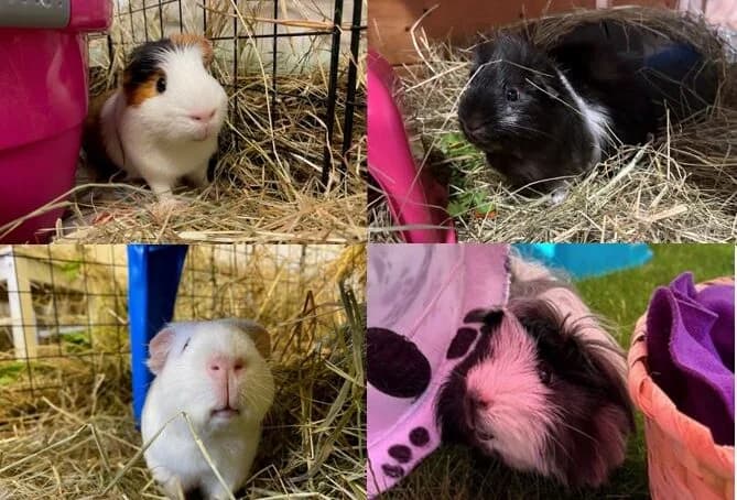 Single Guinea Pigs - Males & Females, male Guinea Pig for adoption at Woodgreen Pets Charity