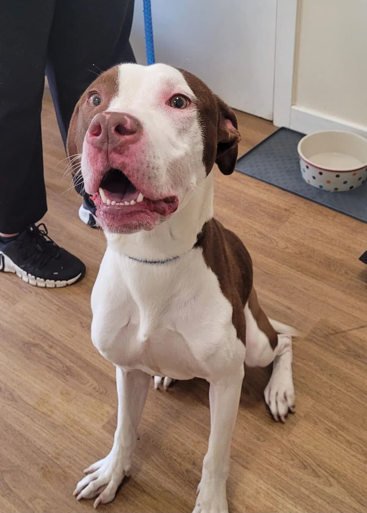 Sonny, female puppy Mixed Breed for adoption at Freshfields Animal Rescue, Liverpool