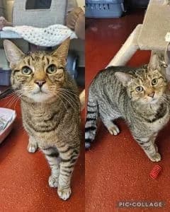 Noggie, Mixed Breed for adoption at Woodside Animal Welfare, Plymouth