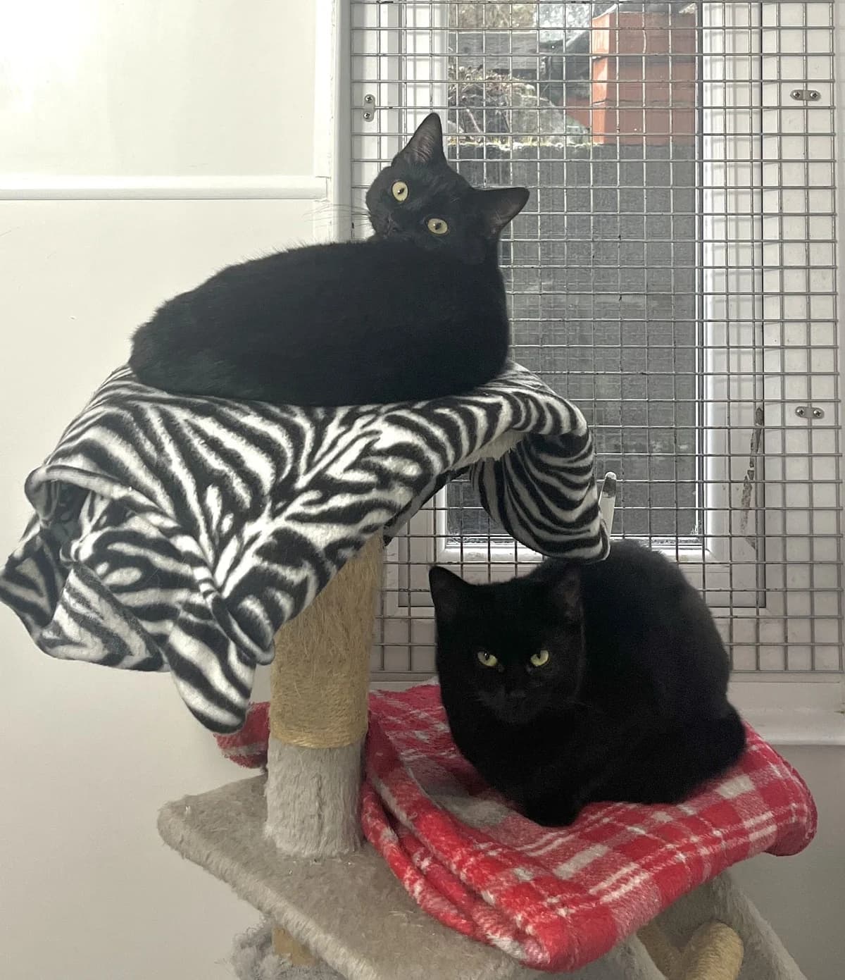 Xia and Xan, female puppy Mixed Breed for adoption at Freshfields Animal Rescue, Liverpool