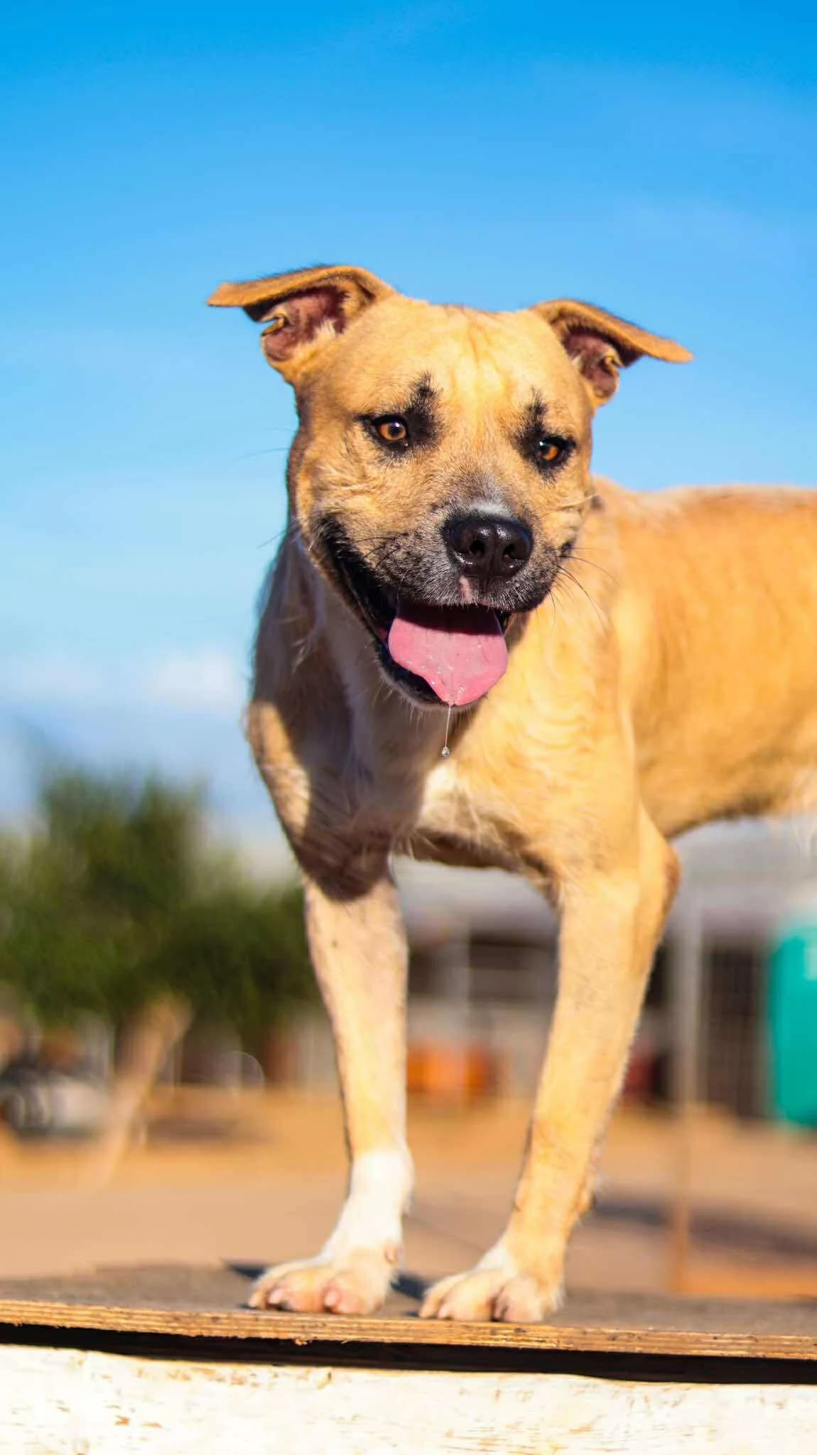 Rio, female young Mixed Breed for adoption at Souda Shelter, Chania