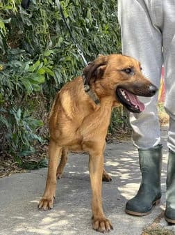 Bingo, female puppy Mixed Breed for adoption at Gouves Shelter, Heraklion