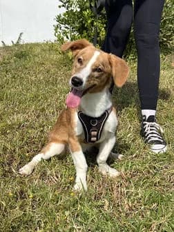 Charles, female puppy Mixed Breed for adoption at Gouves Shelter, Heraklion