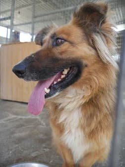 Dennis, female puppy Mixed Breed for adoption at Gouves Shelter, Heraklion