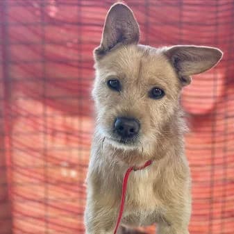 Freddy, female puppy Mixed Breed for adoption at Gouves Shelter, Heraklion