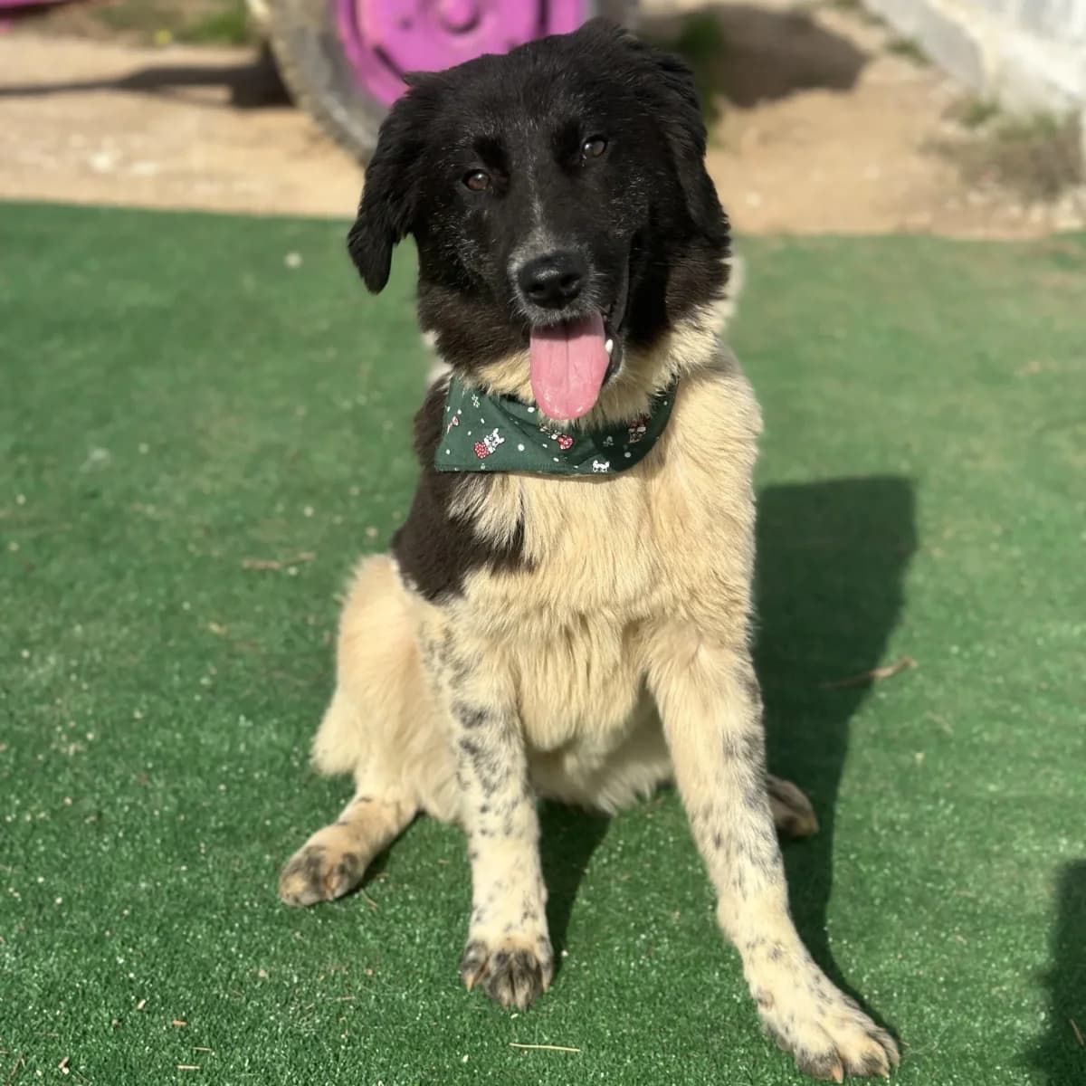Azora, female young Mixed Breed for adoption at A Little Shelter