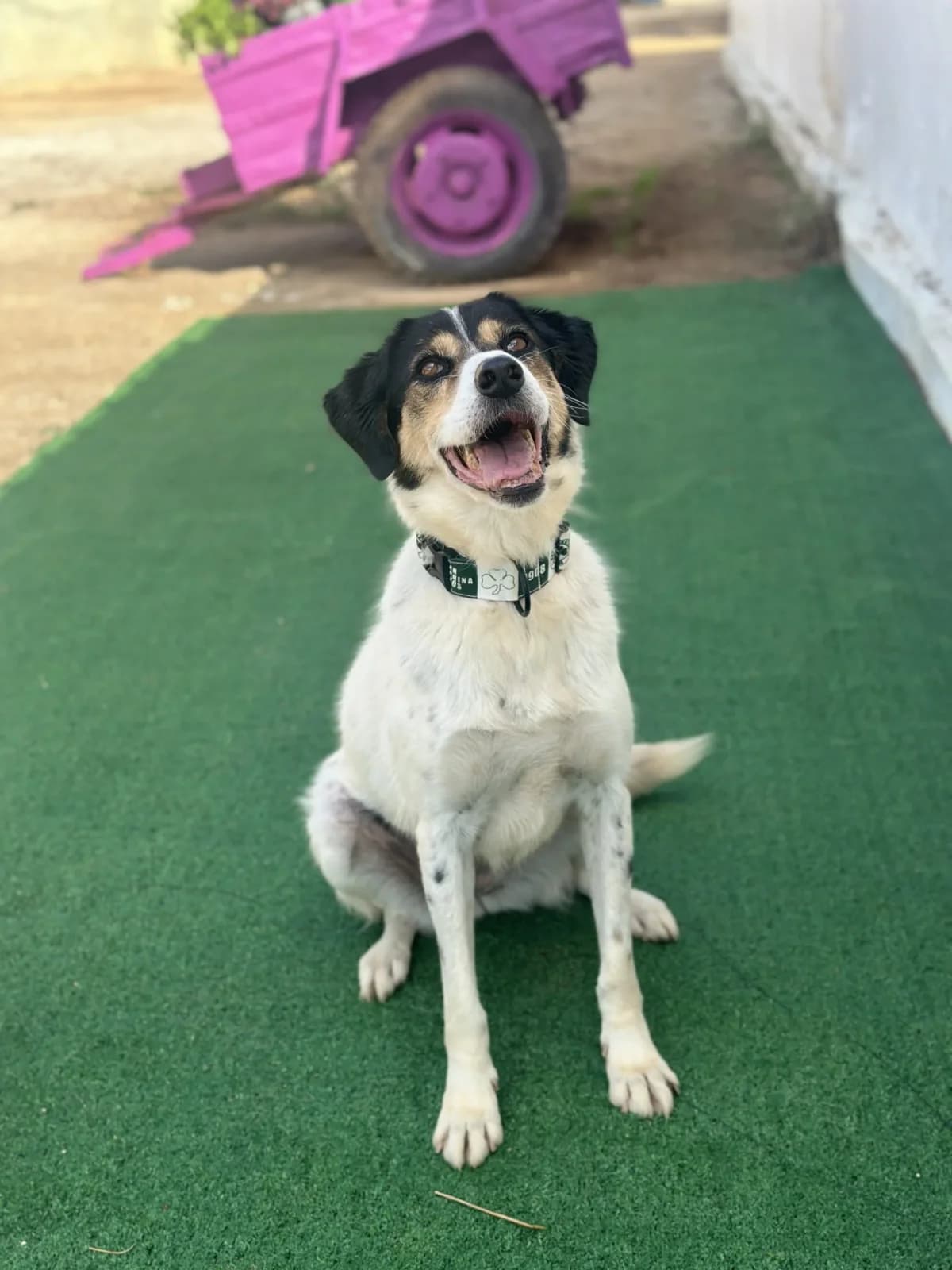 Molly, female senior Mixed Breed for adoption at A Little Shelter