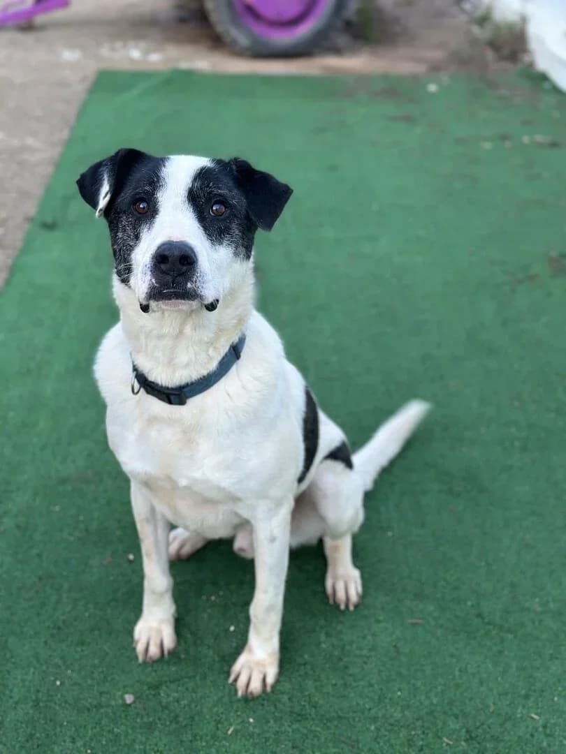 Pongo, male senior Mixed Breed for adoption at A Little Shelter