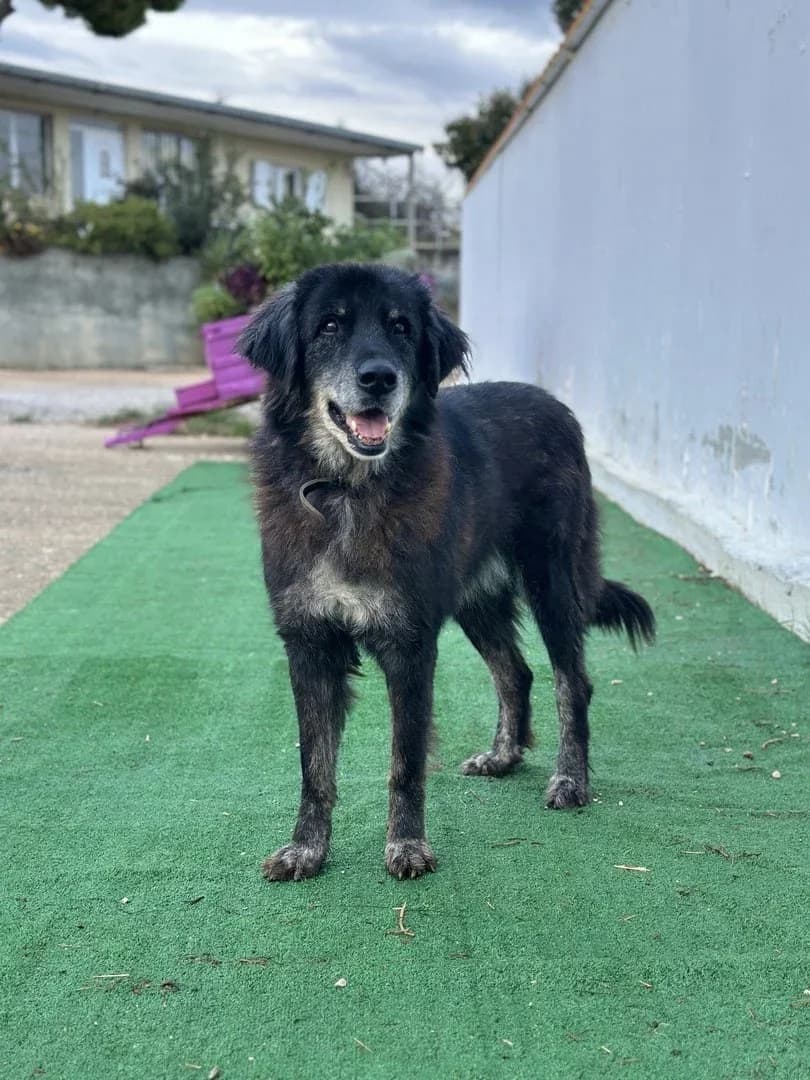 Ringo, male senior Mixed Breed for adoption at A Little Shelter