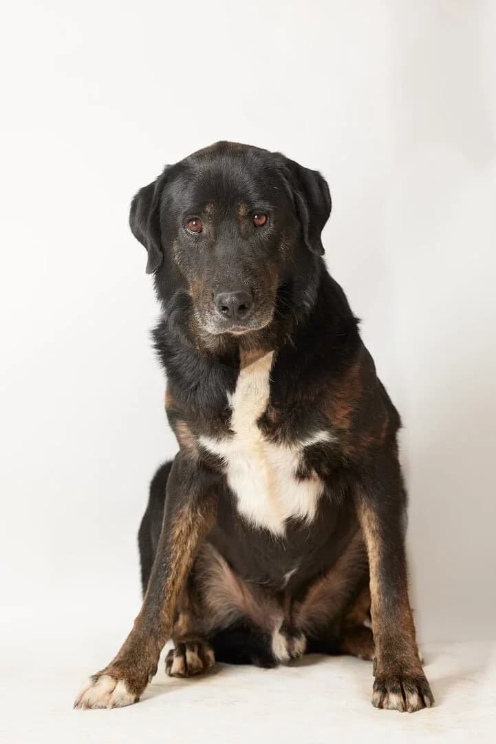 Tony, male senior Mixed Breed for adoption at A Little Shelter