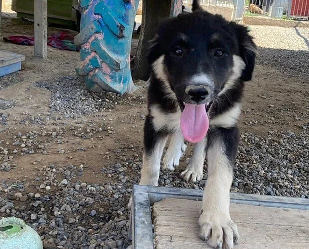 Kipferl, schwarz braun female puppy Mixed Breed for adoption at A.C.E. Animal Compassion Europe - Tiere in Not e.V.