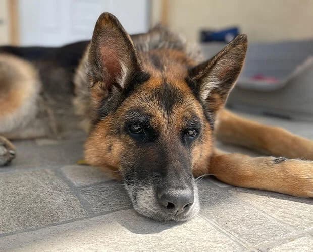 Roslyn, braun schwarz female senior German Shepherd for adoption at A.C.E. Animal Compassion Europe - Tiere in Not e.V.