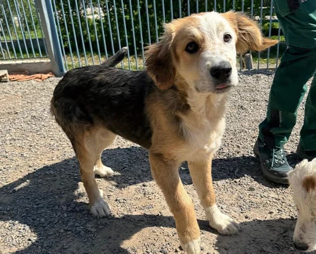 Janice, tricolor female puppy Mixed Breed for adoption at A.C.E. Animal Compassion Europe - Tiere in Not e.V.