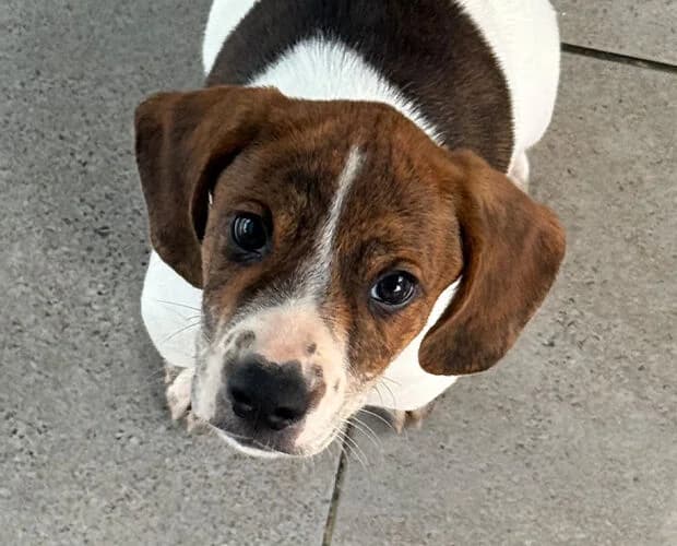 Murphy, weiss braun male puppy Mixed Breed for adoption at A.C.E. Animal Compassion Europe - Tiere in Not e.V.