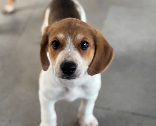 Morten, weiss braun male puppy Mixed Breed for adoption at A.C.E. Animal Compassion Europe - Tiere in Not e.V.