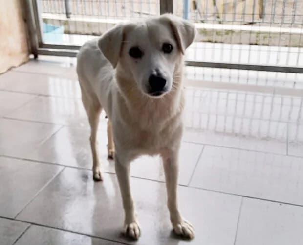 Manoula, weiss female 4yo Mixed Breed for adoption at A.C.E. Animal Compassion Europe - Tiere in Not e.V.