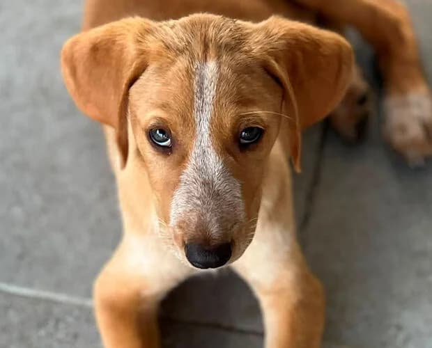 Mule, beige weiss male puppy Mixed Breed for adoption at A.C.E. Animal Compassion Europe - Tiere in Not e.V.