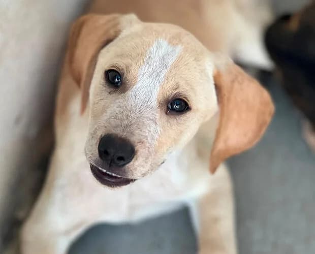 Mojito, beige weiss male puppy Mixed Breed for adoption at A.C.E. Animal Compassion Europe - Tiere in Not e.V.