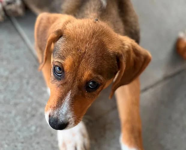 Mimosa, braun weiss female puppy Mixed Breed for adoption at A.C.E. Animal Compassion Europe - Tiere in Not e.V.